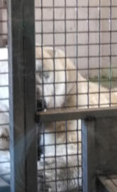 Polar Bear