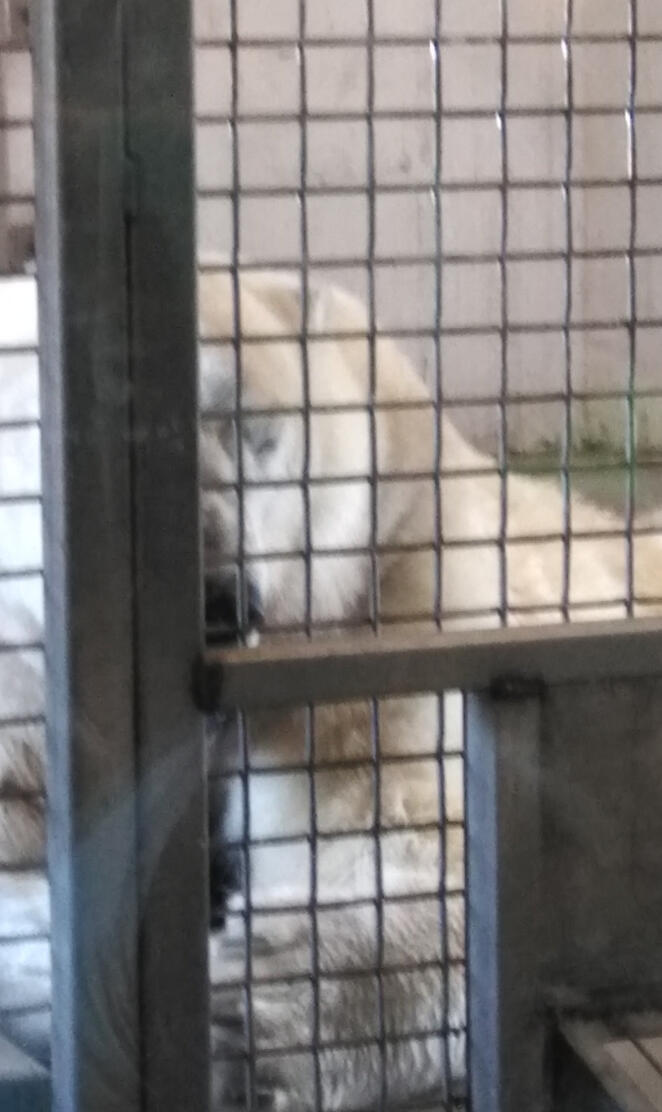 Polar Bear