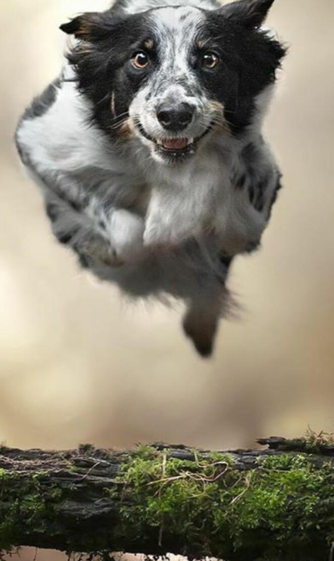 Dog Fastest