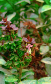 Green leave wallpaper