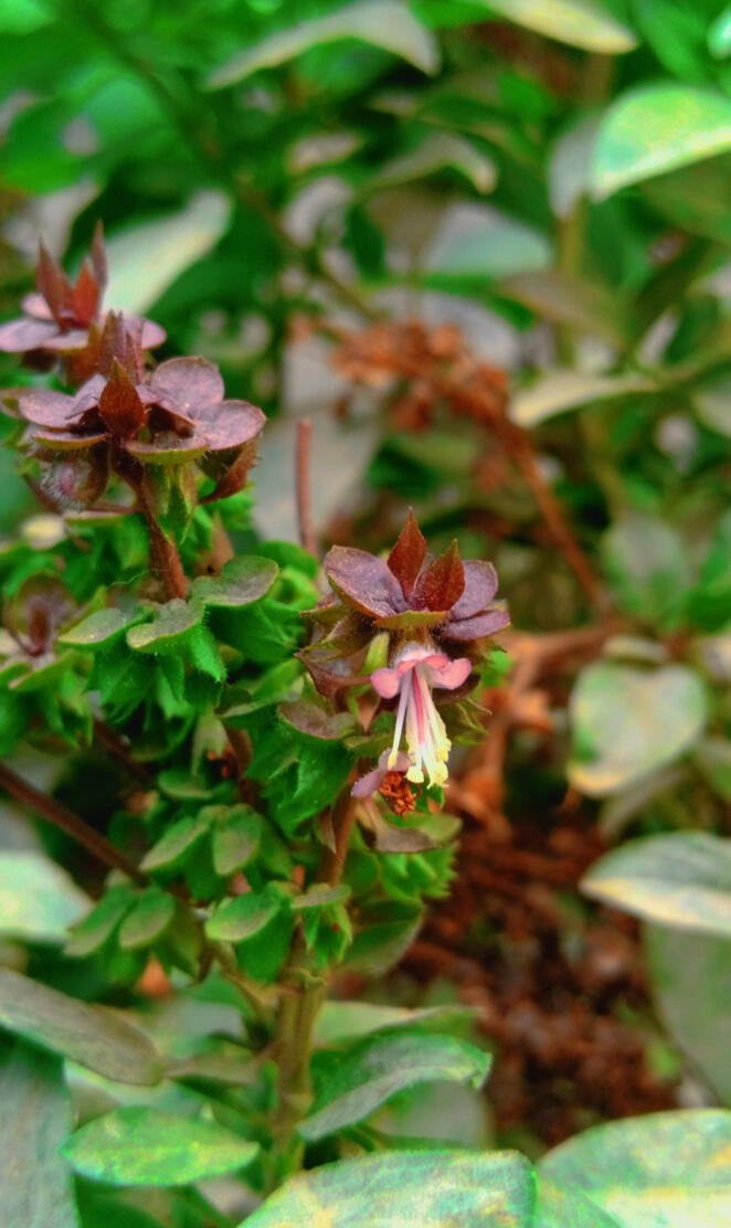 Green leave wallpaper