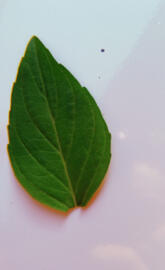 Green leave wallpaper