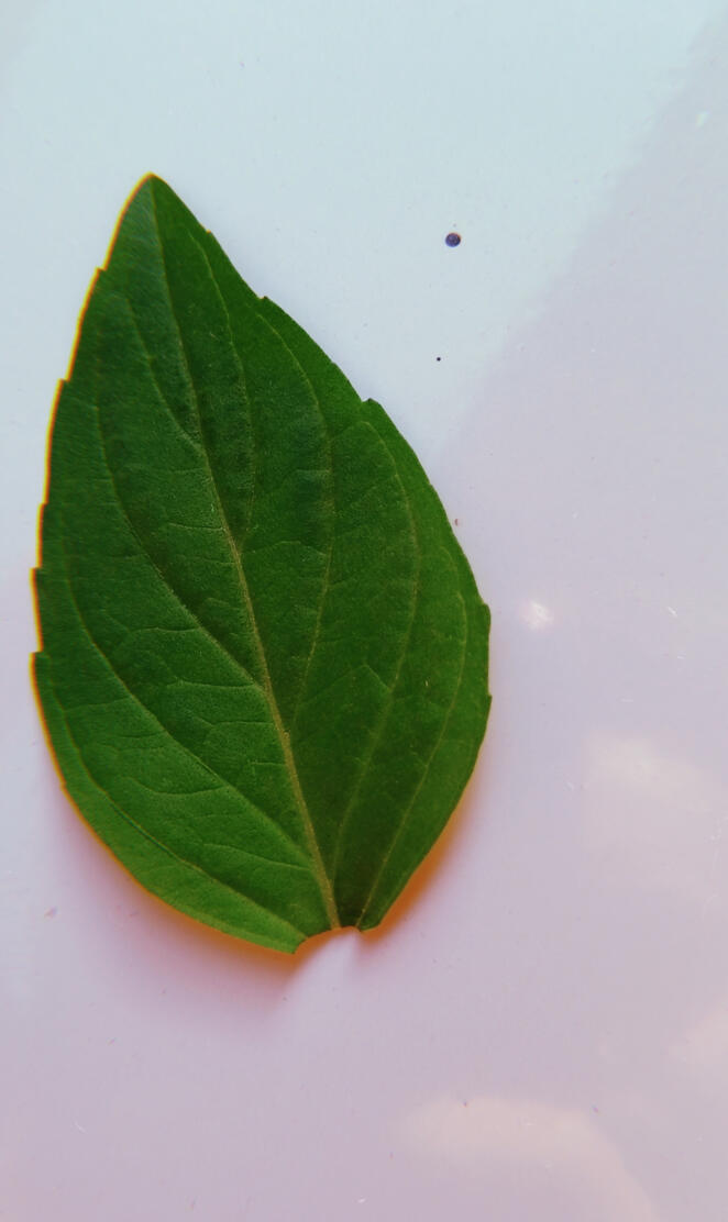 Green leave wallpaper