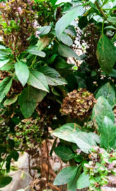 Green leave wallpaper