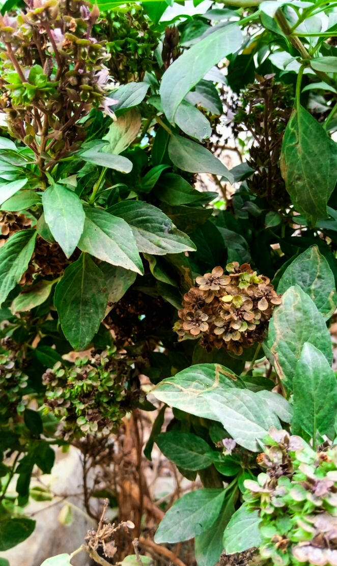 Green leave wallpaper