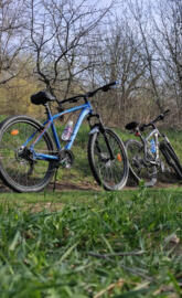 Bikes in forest