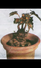 Mandrake 