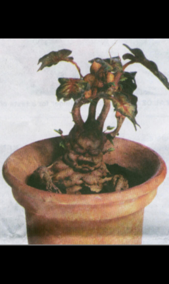 Mandrake 