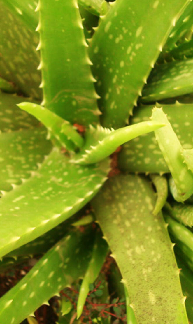 Aloevera