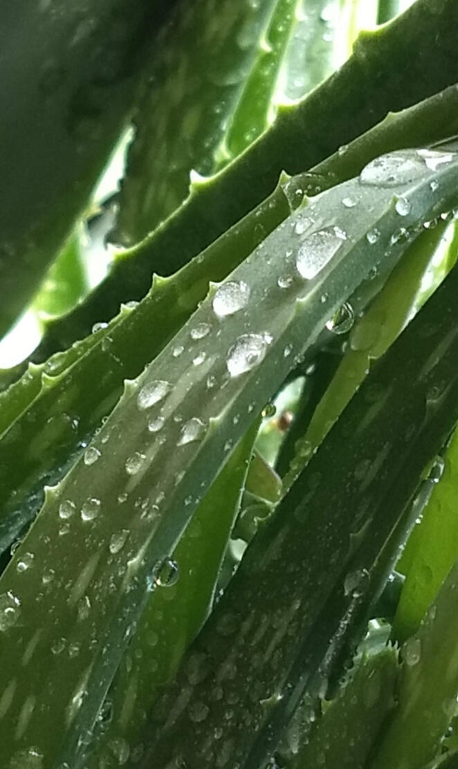 Aloe