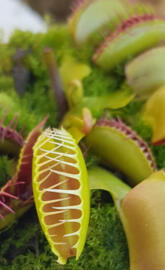 Carnivore plant