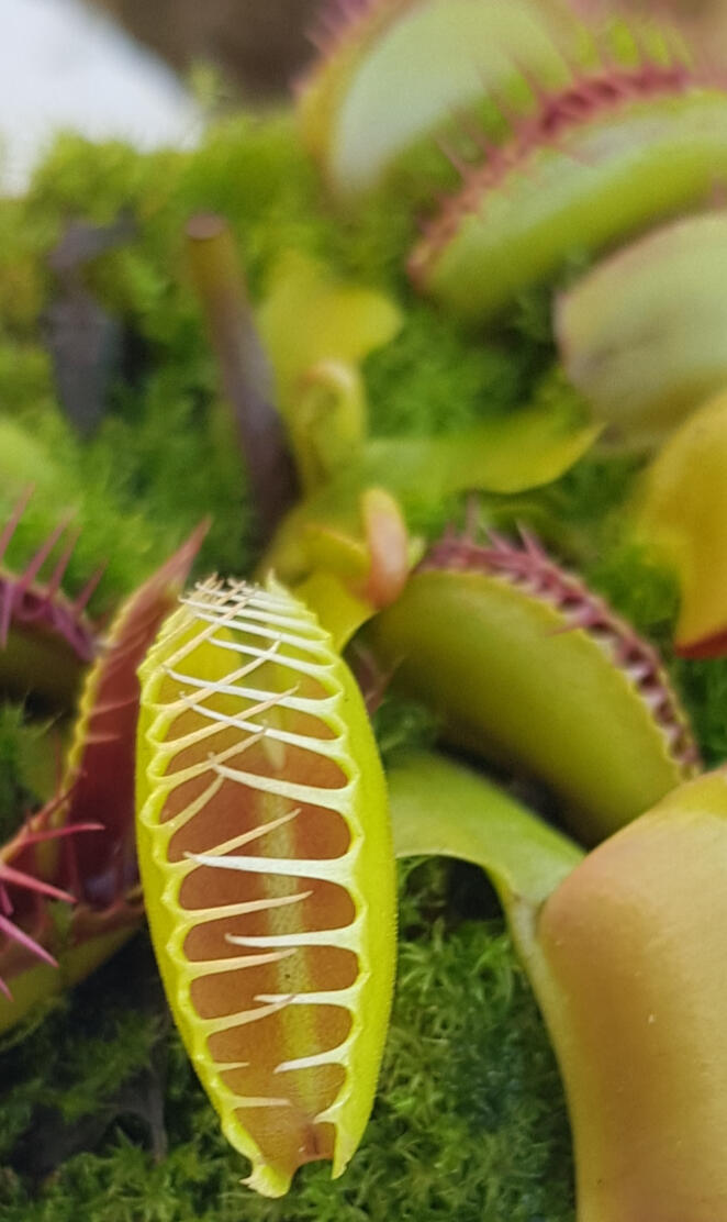 Carnivore plant