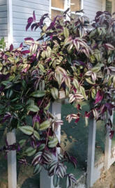 Wandering Jew