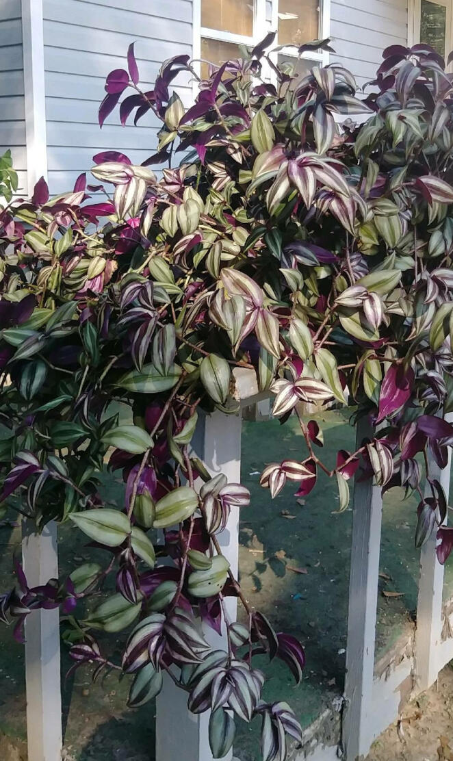 Wandering Jew