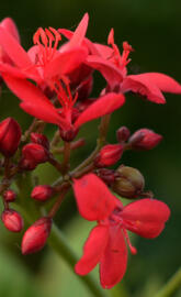 Red plant