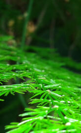 A random gimnosperma