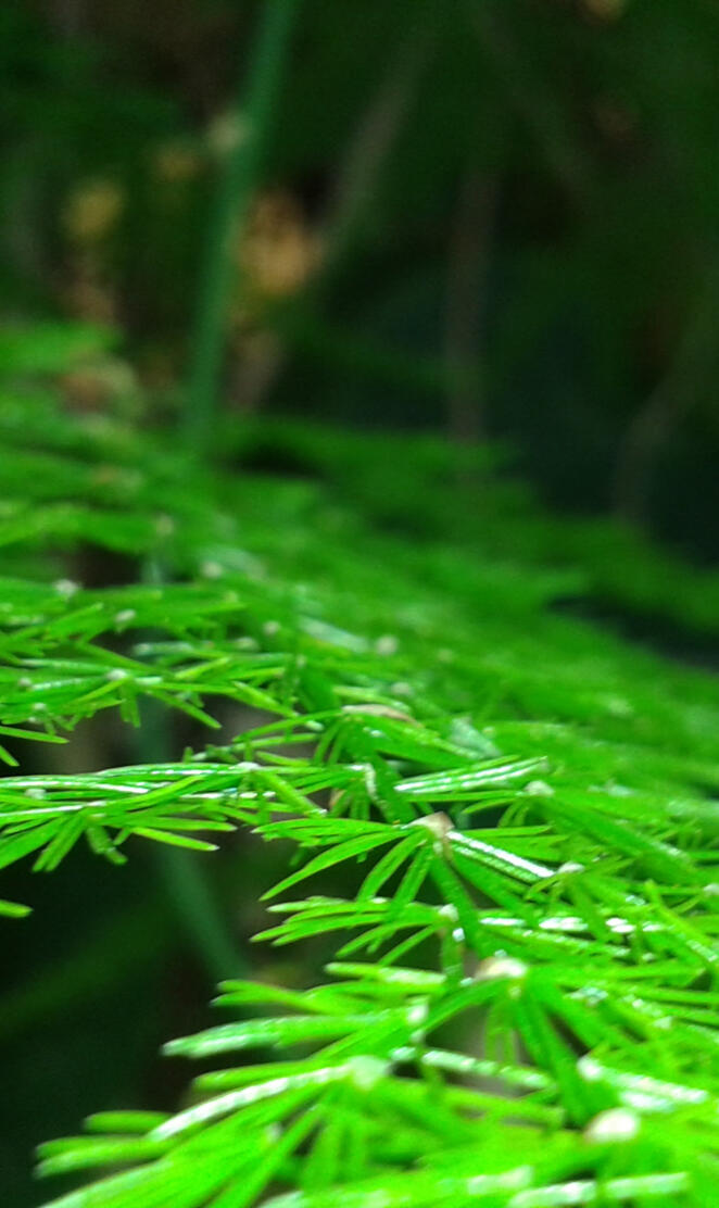 A random gimnosperma