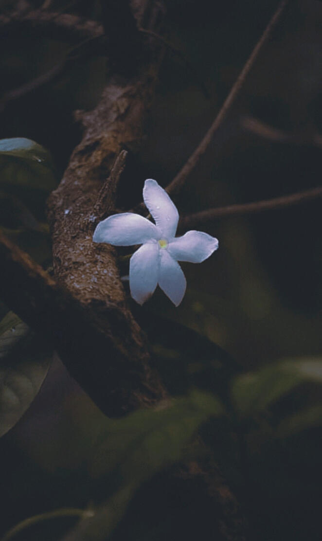 Natural flower