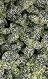 Rattlesnake plantain