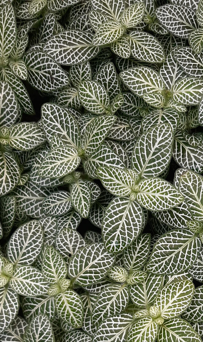 Rattlesnake plantain