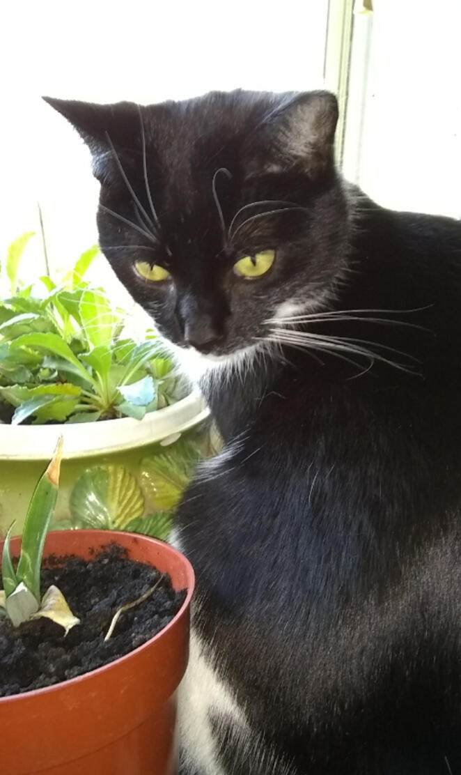 Sax and her plants