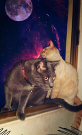 SPACE CATS