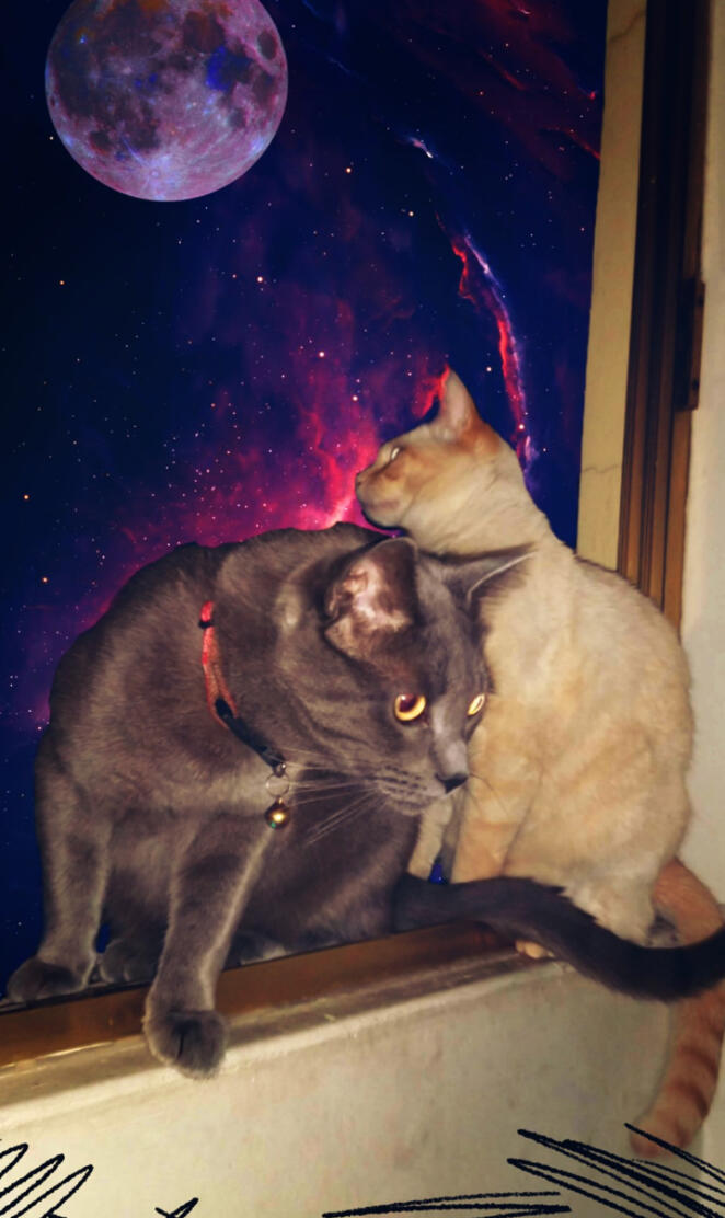 SPACE CATS