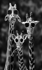 Funny Giraffes