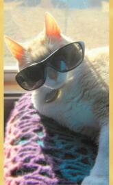 Cool Cat 1