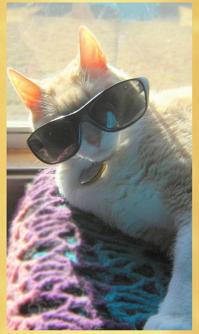 Cool Cat 1