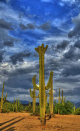 Crested Saguaro HDR