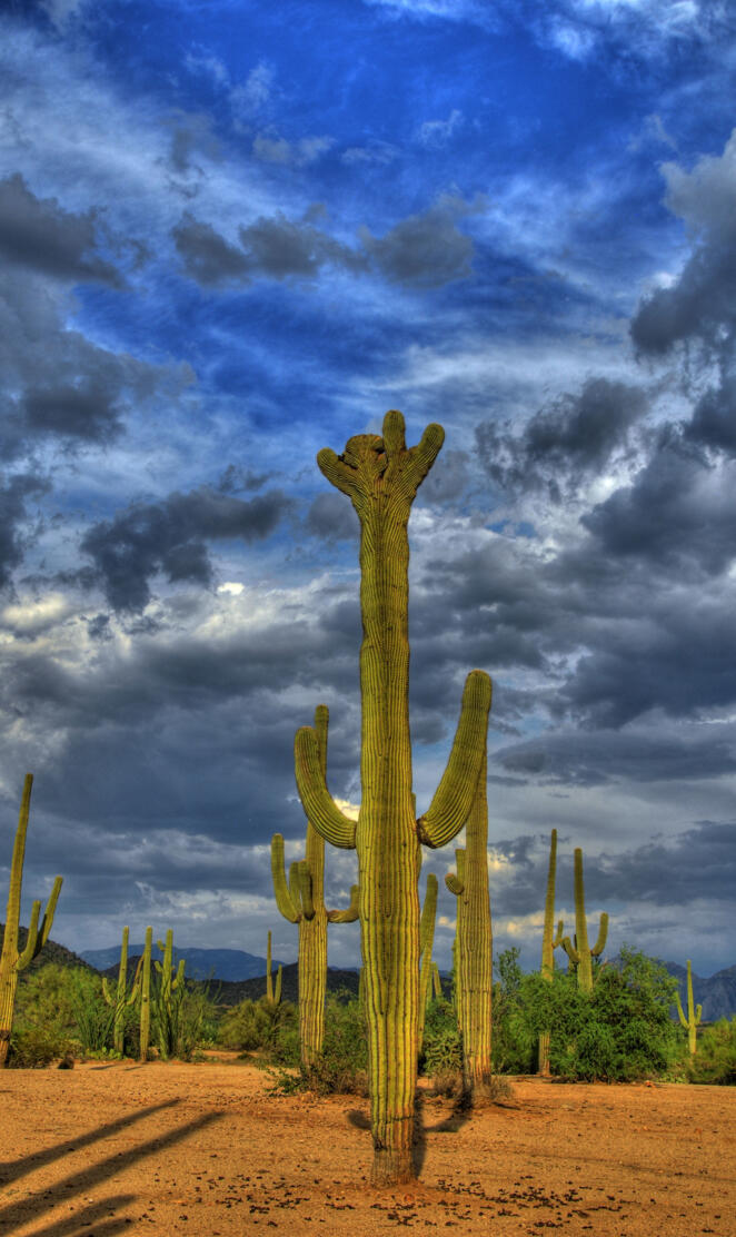 Crested Saguaro HDR