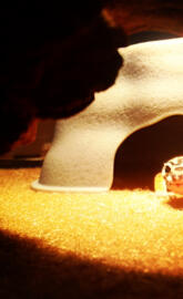 Leopard gecko 