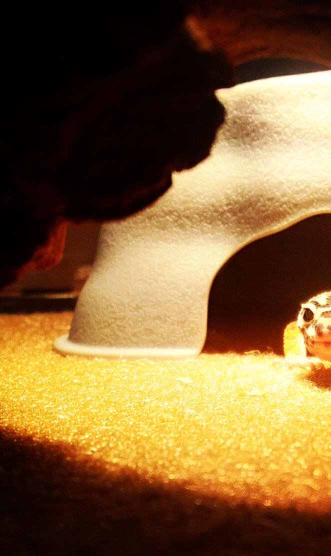 Leopard gecko 
