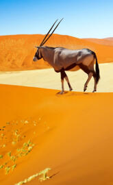 Desert Antelope Oryx