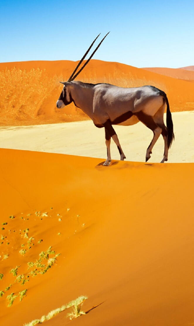 Desert Antelope Oryx