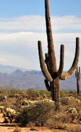 Saguaro Cactus