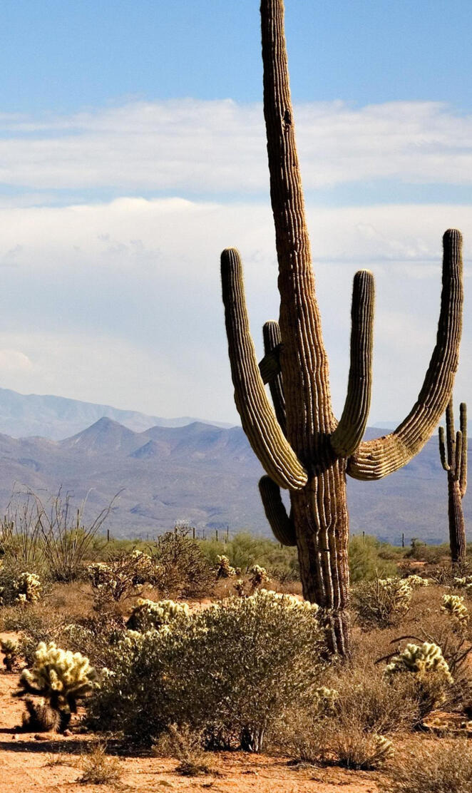 Saguaro Cactus