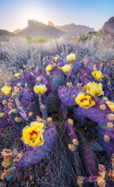 Purple Cactus