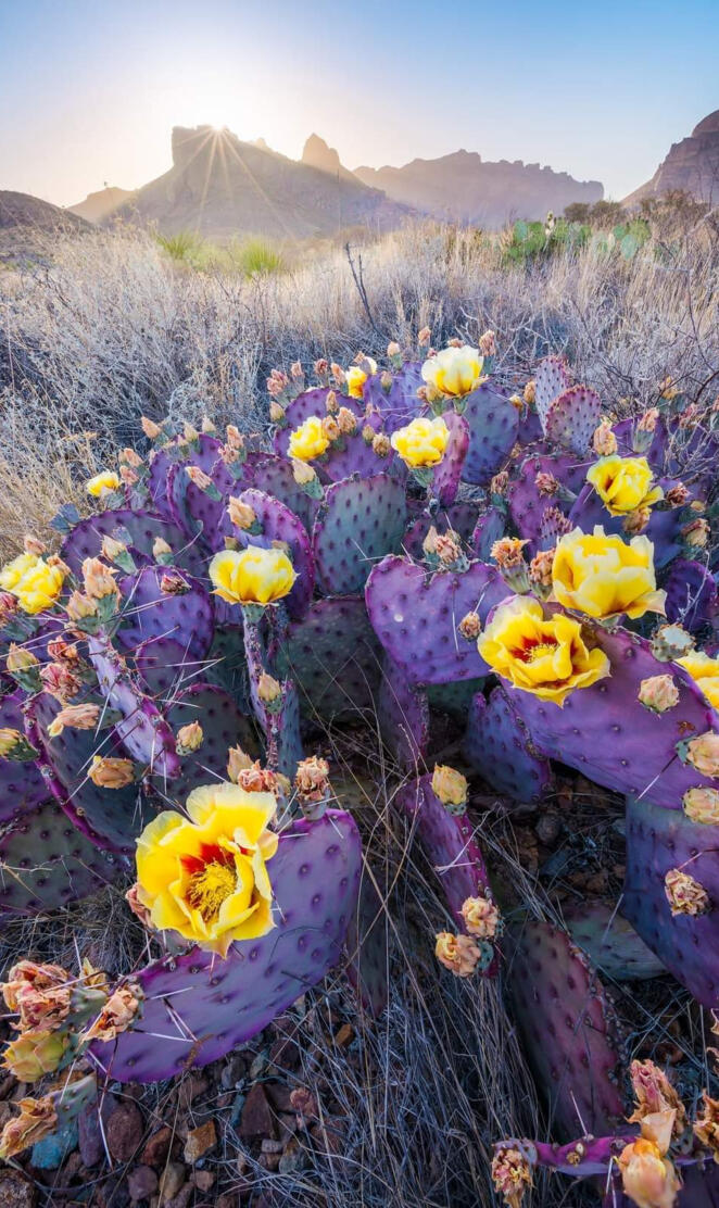Purple Cactus