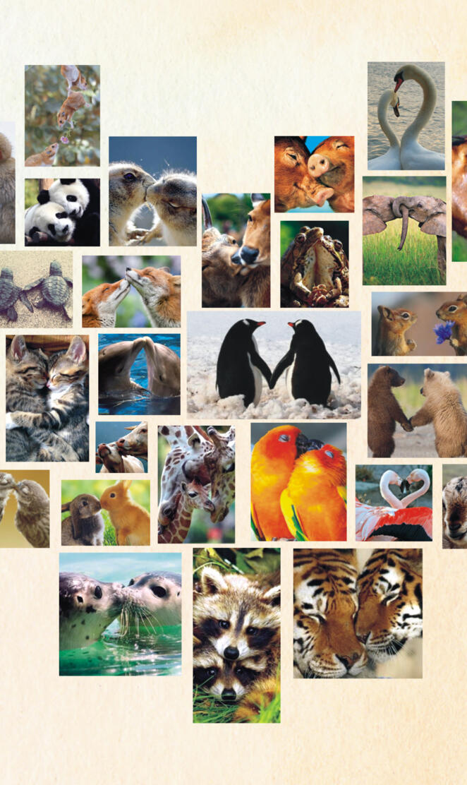Animal Couples
