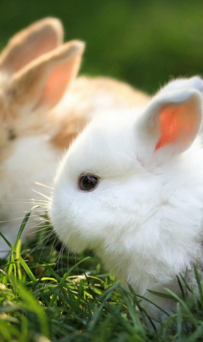Cute Rabbits couple