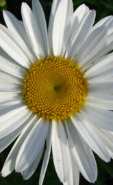 Shasta daisy