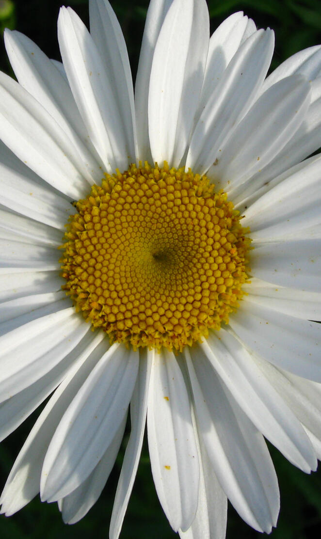 Shasta daisy