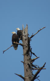 Pair of Eagles