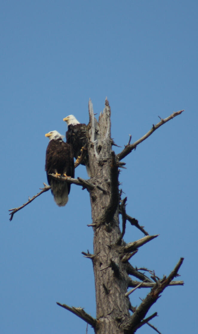 Pair of Eagles