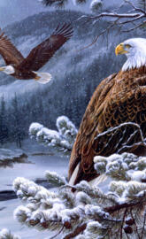 Bald Eagles Flight