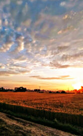 Sunset in fields 