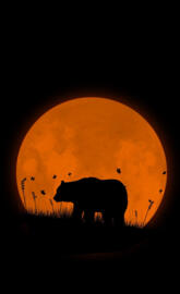 Bear moon