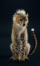 Baby Cheetah